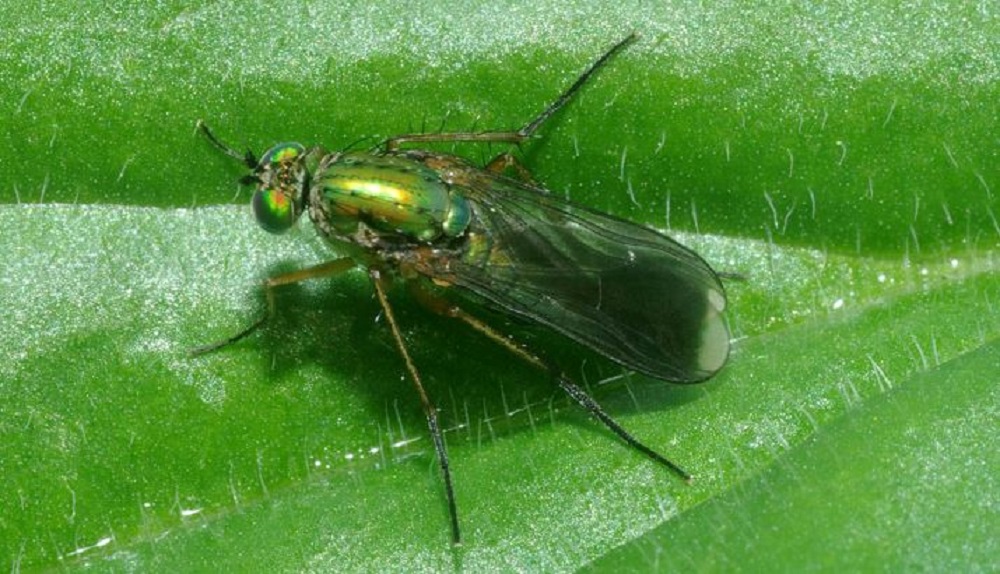 Long-legged fly (Poecilobothrus nobilitatus)